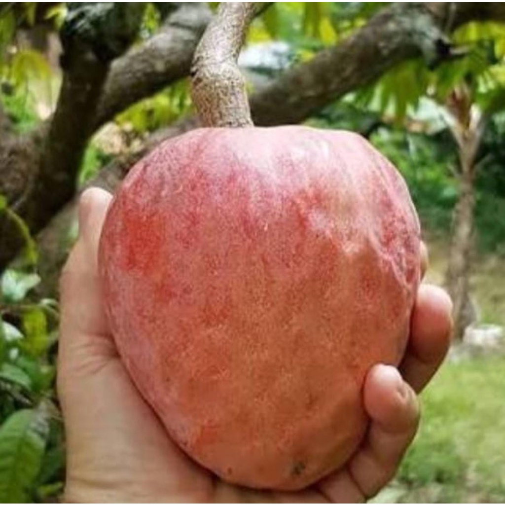 Bibit Srikaya San Pablo/Srikaya Mulwo/Tanaman Srikaya San Pablo