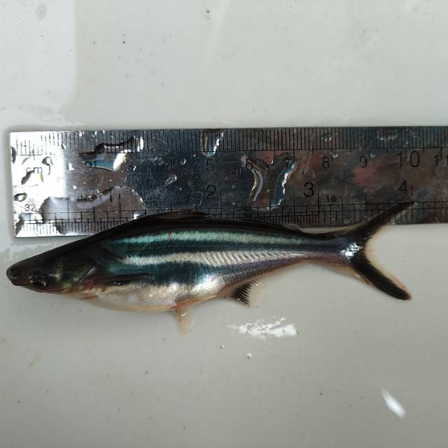Benih/ Bibit Ikan Patin