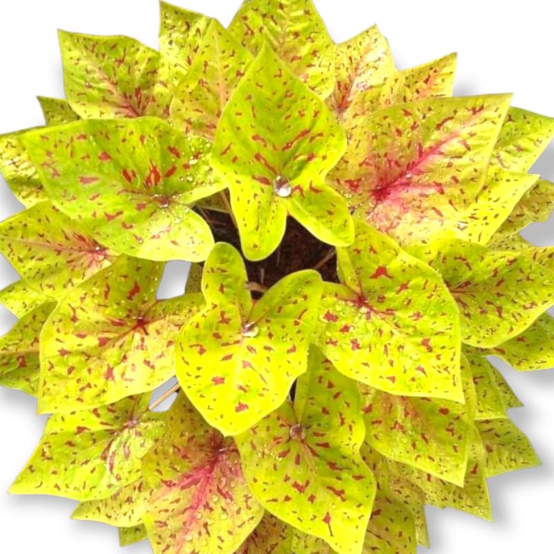 Caladium Sparkly / Caladium Sparkly anakan / Tanaman Hias Keladi murah berkualutas