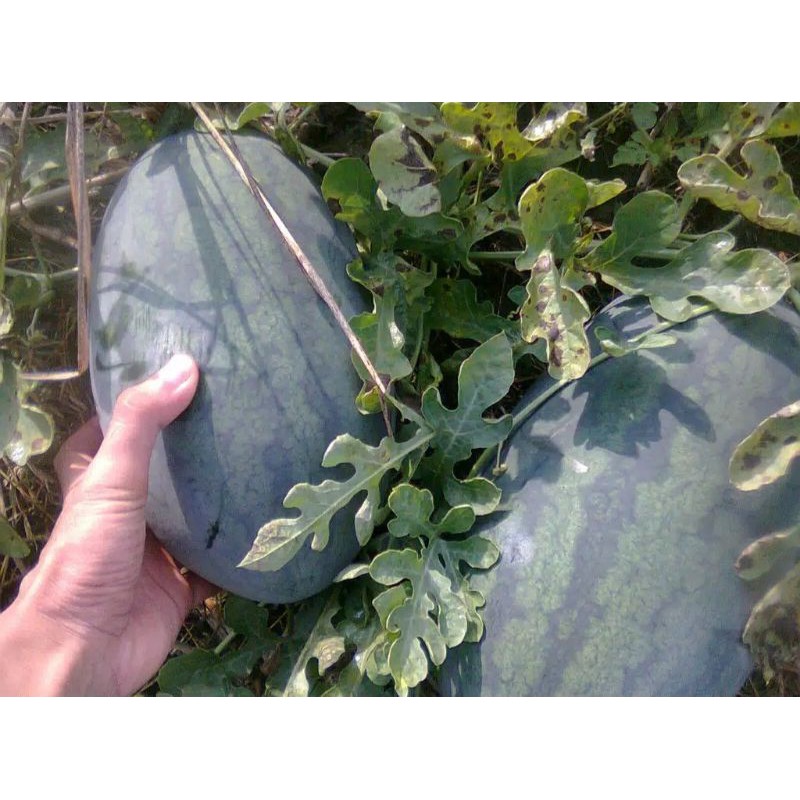 SIAP KIRIM!!! Benih Semangka Kuning Inul Esteem Bisi Hortikultura |COD| PT.BISI | MURAH | ORIGINAL |
