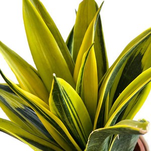 gold flame sansivieria-tanaman hias sansivera gold flame