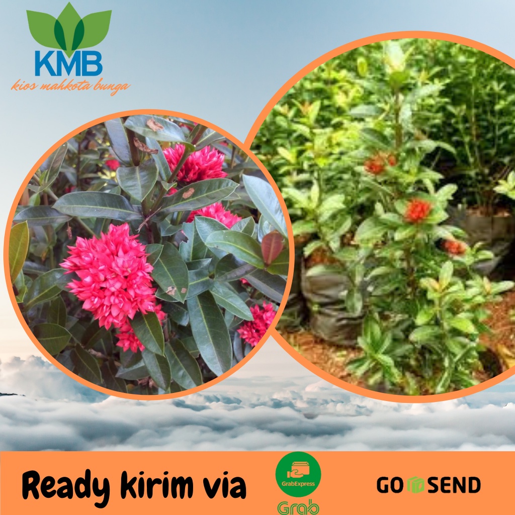 Tanaman bunga asoka india pohon soka india bunga merah