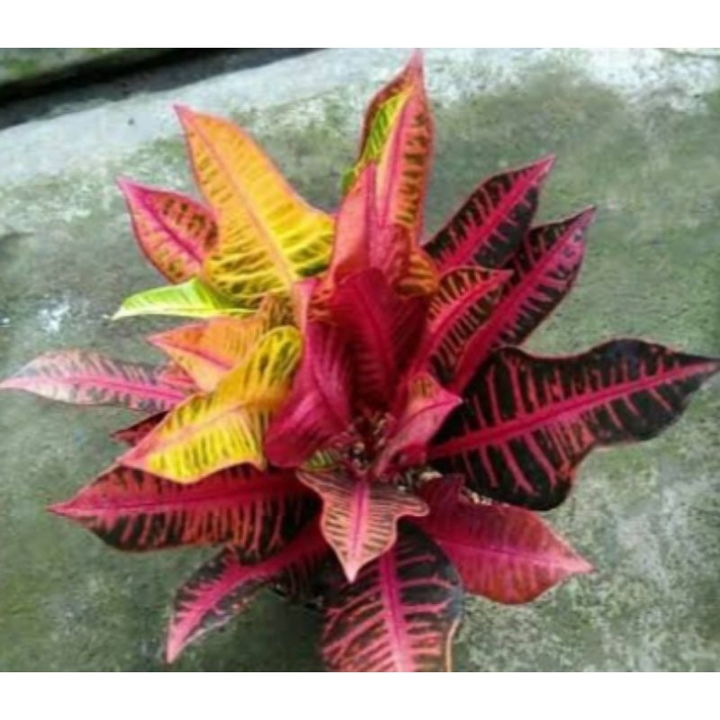 Tanaman Hias Puring Pink Meridian Super