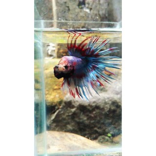 cupang crowntail / serit ukuran s+ beli 5 gratis 1