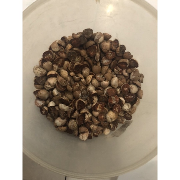

buah pinang kering