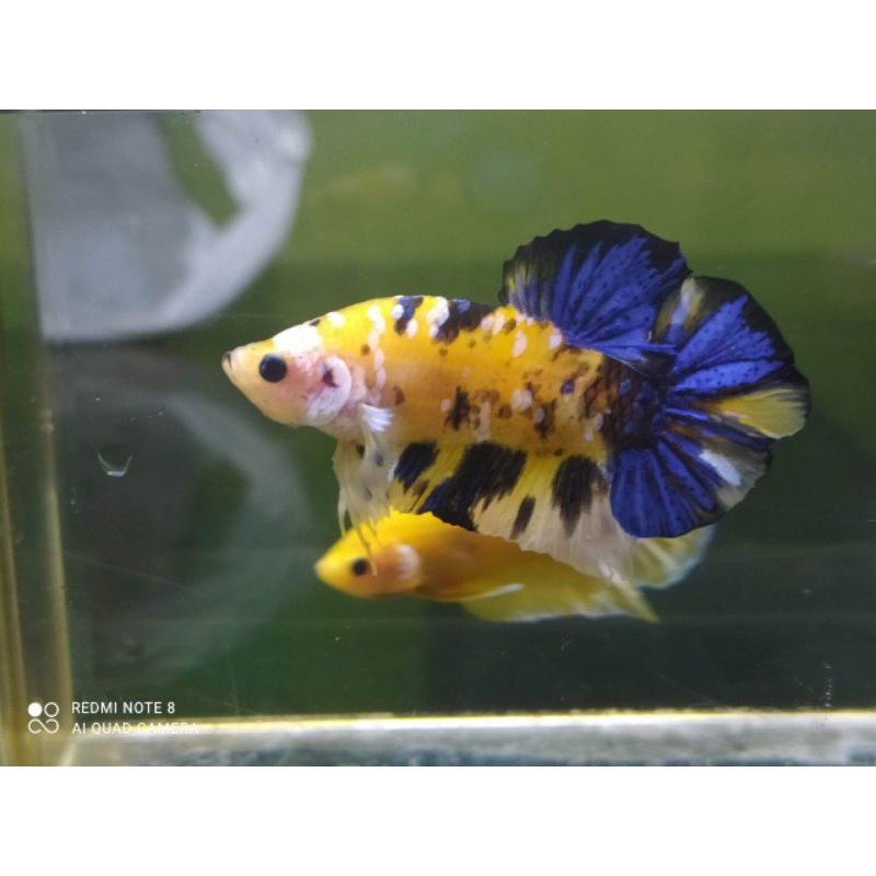 

Beli 1 Bonus 1.! ikan cupang yellow base, yellow koi, nemo