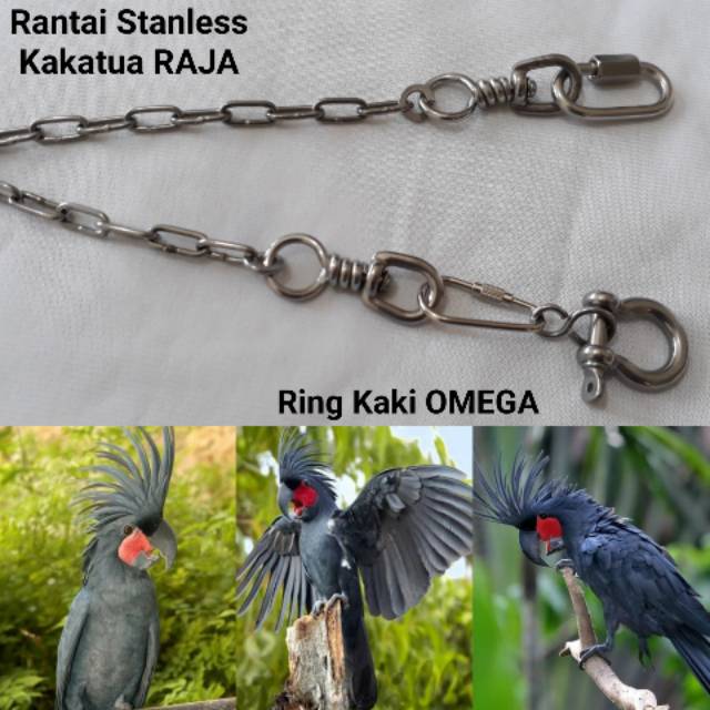 Kandang Burung Kakatua Raja Tentang Kolam Kandang Ternak