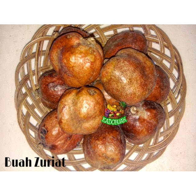 

Buah Zuriat