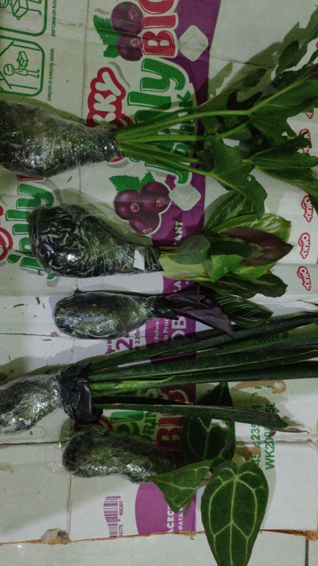 Tanaman Hias Chalatea Ornata