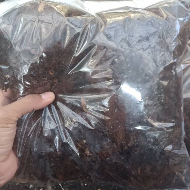 Akar pakis