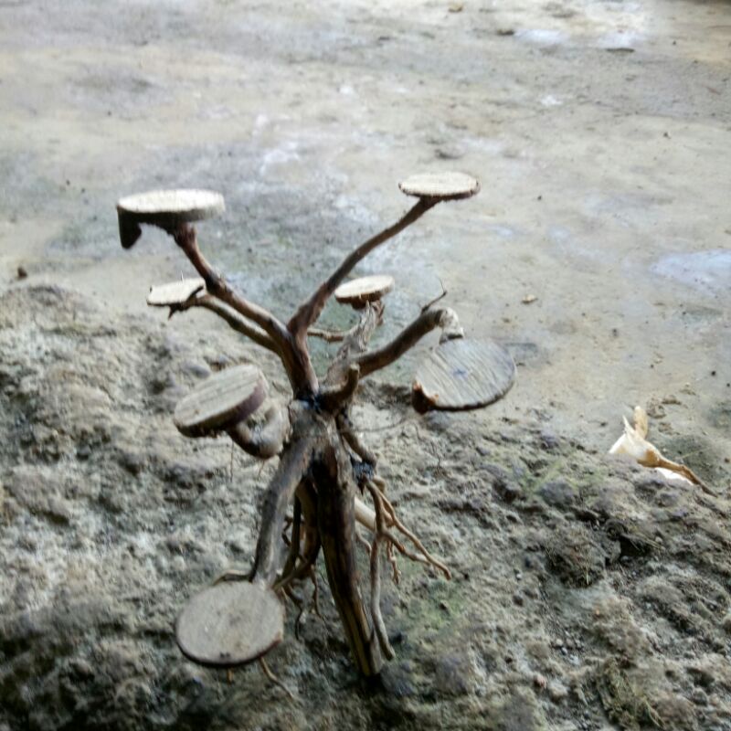 bonsai tanpa moss Aquascape