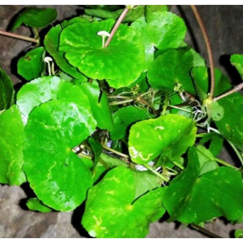 

Daun pegagan segar 500 gram pul batang