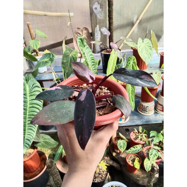 Philodendron Pink Princes Marble