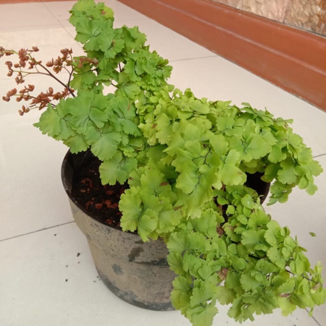 Tanaman hias bunga suplir