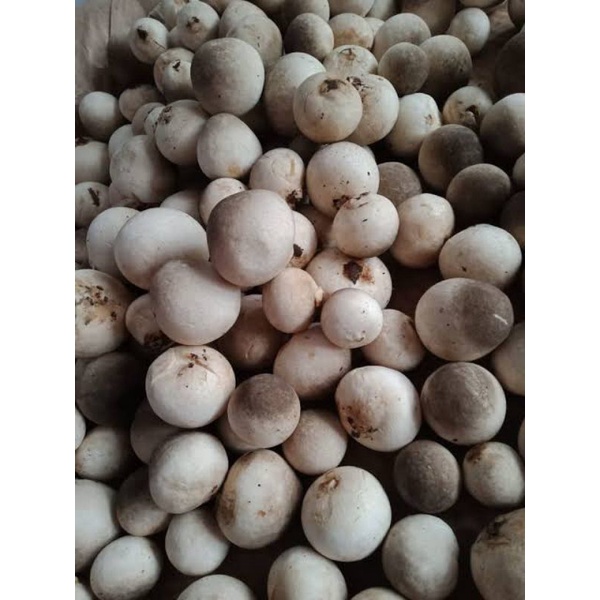 

Grosir Jamur Merang 250gr