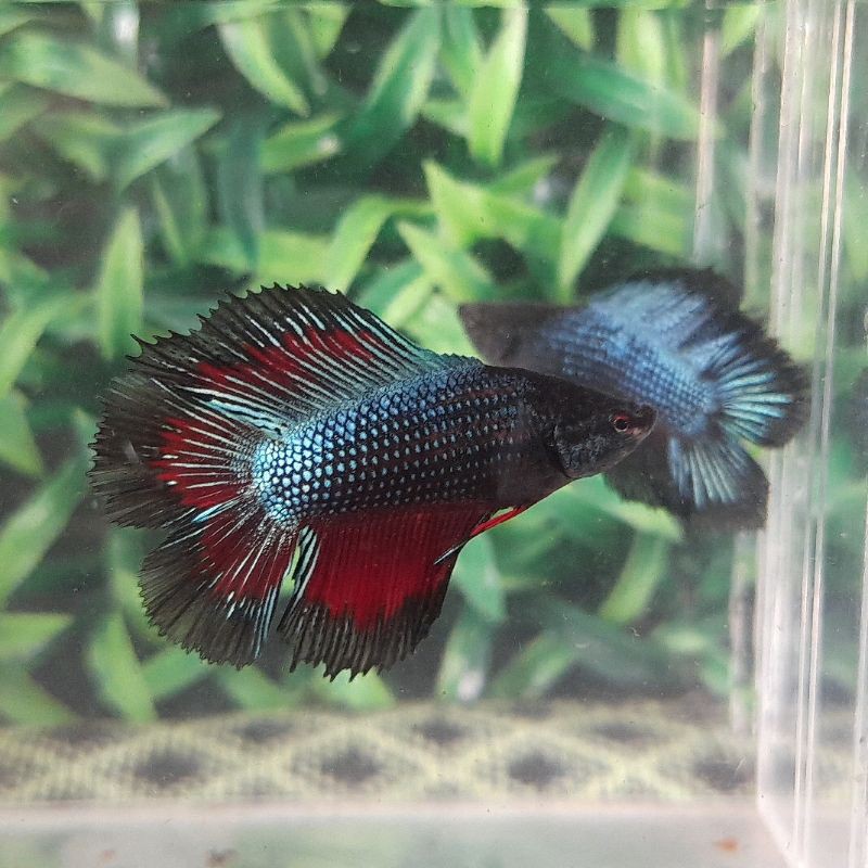 Ikan Cupang Double Tail Samurai
