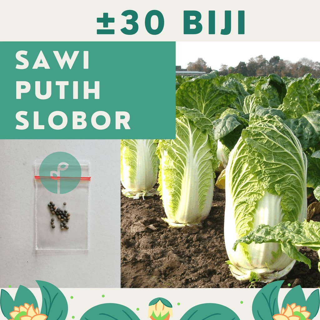 Bibit Sayuran Benih Sayur Paket Lengkap Hidroponik Kangkung Bayam Cabe Sawi Selada Terong Tomat dll-SAWI PUTIH SLOBOR