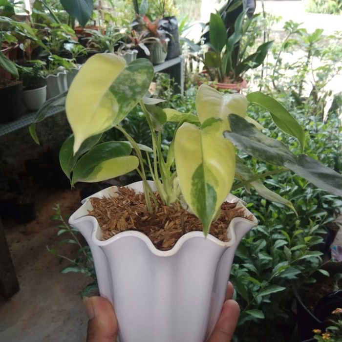 philo brekele varigata