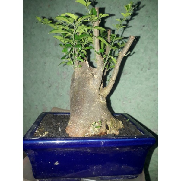 bahan bonsai jeruk kingkit