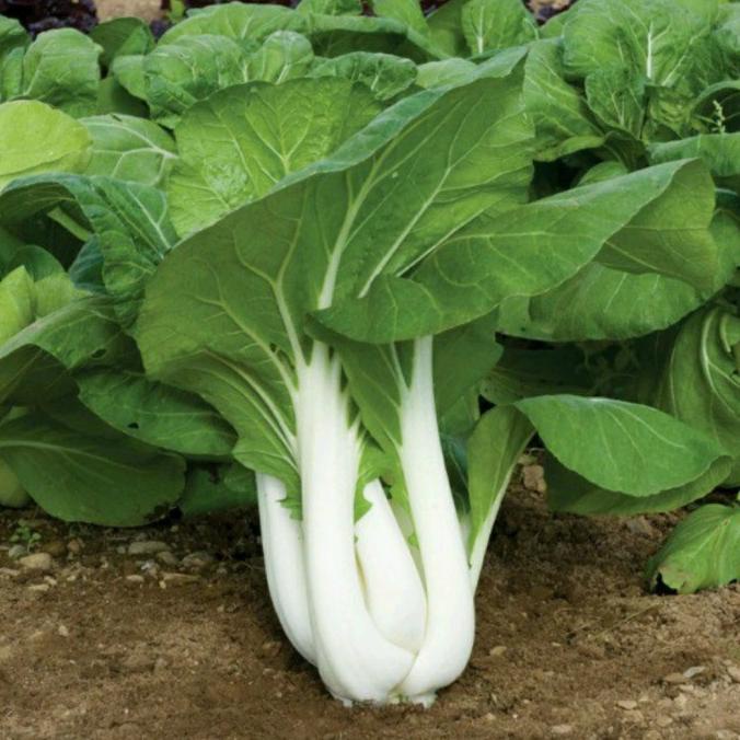 Benih Sayur Pakcoy Putih - Pakcoy Batang Putih ( 500 Grm )