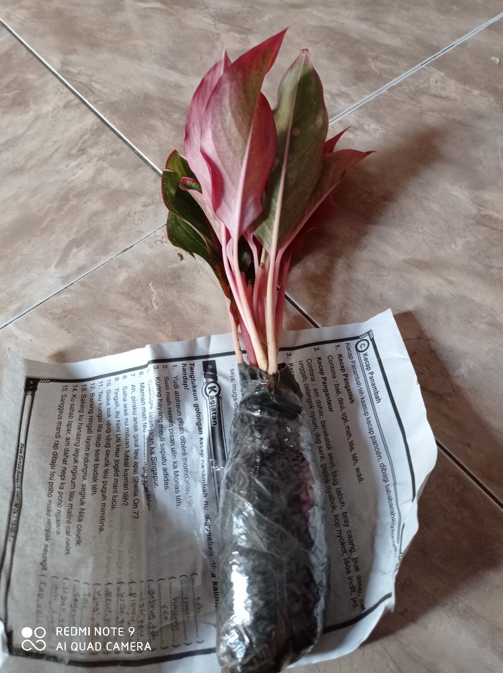 Aglaonema Lipstick Tanaman Hias