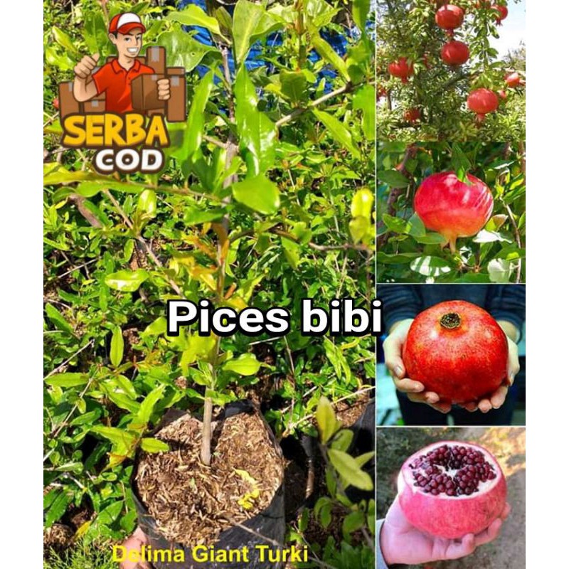 

bibit delima merah Gian turki,buah besar