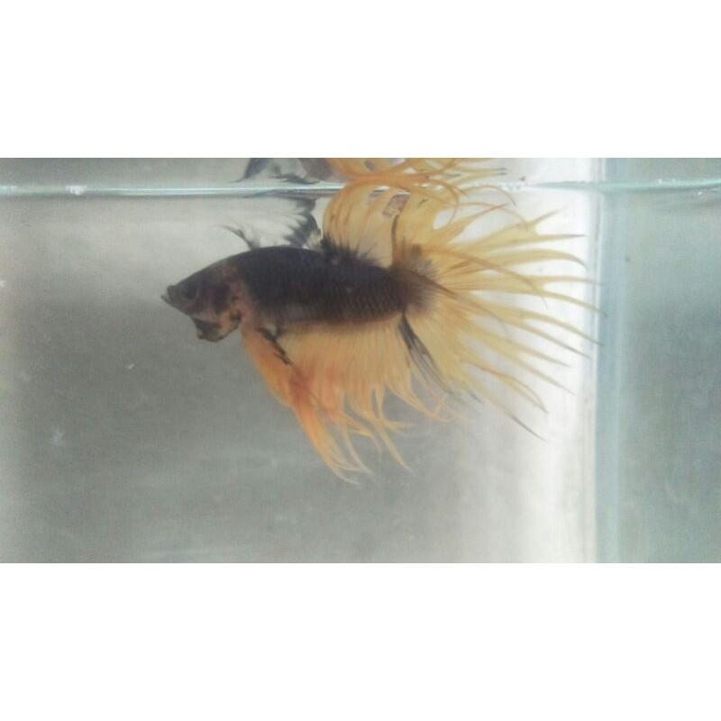 Cupang Crowntail (CT) Serit Yellow Male