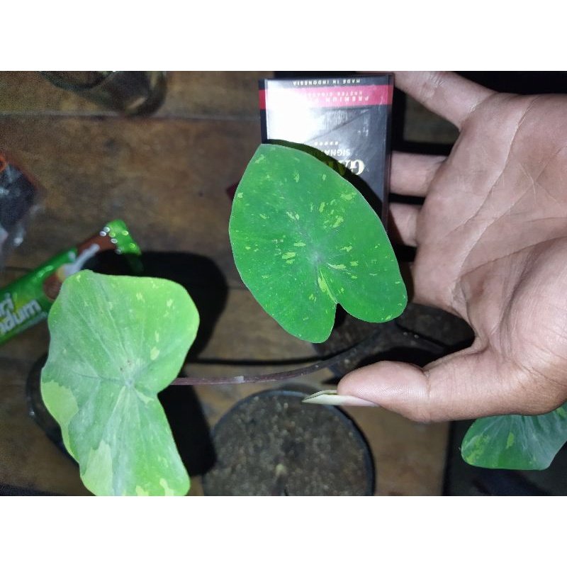 colocasia lime gecko/tanaman hias colocasia lime gecko