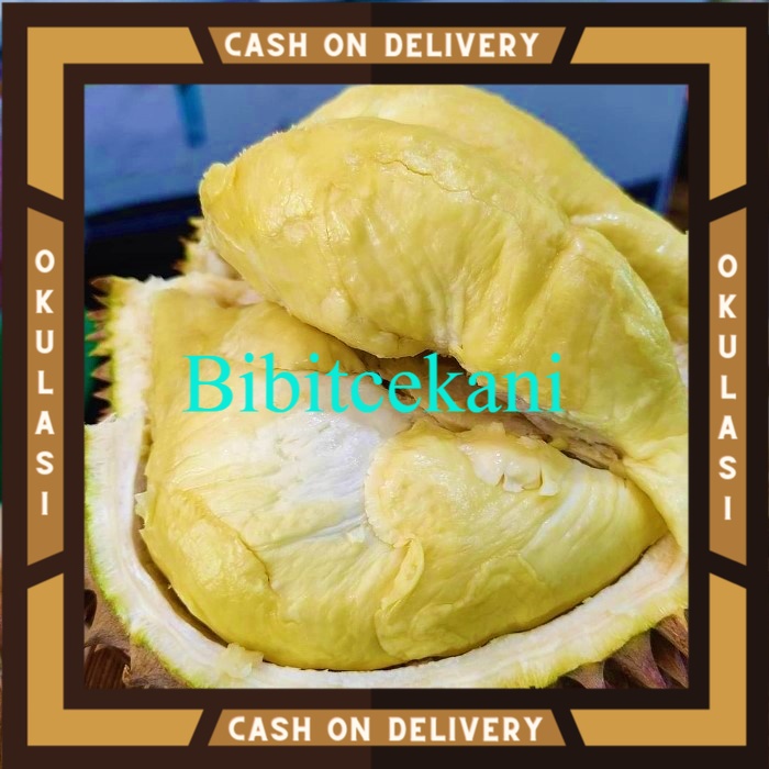 Bibit Buah durian montong Okulasi Cepat Berbuah