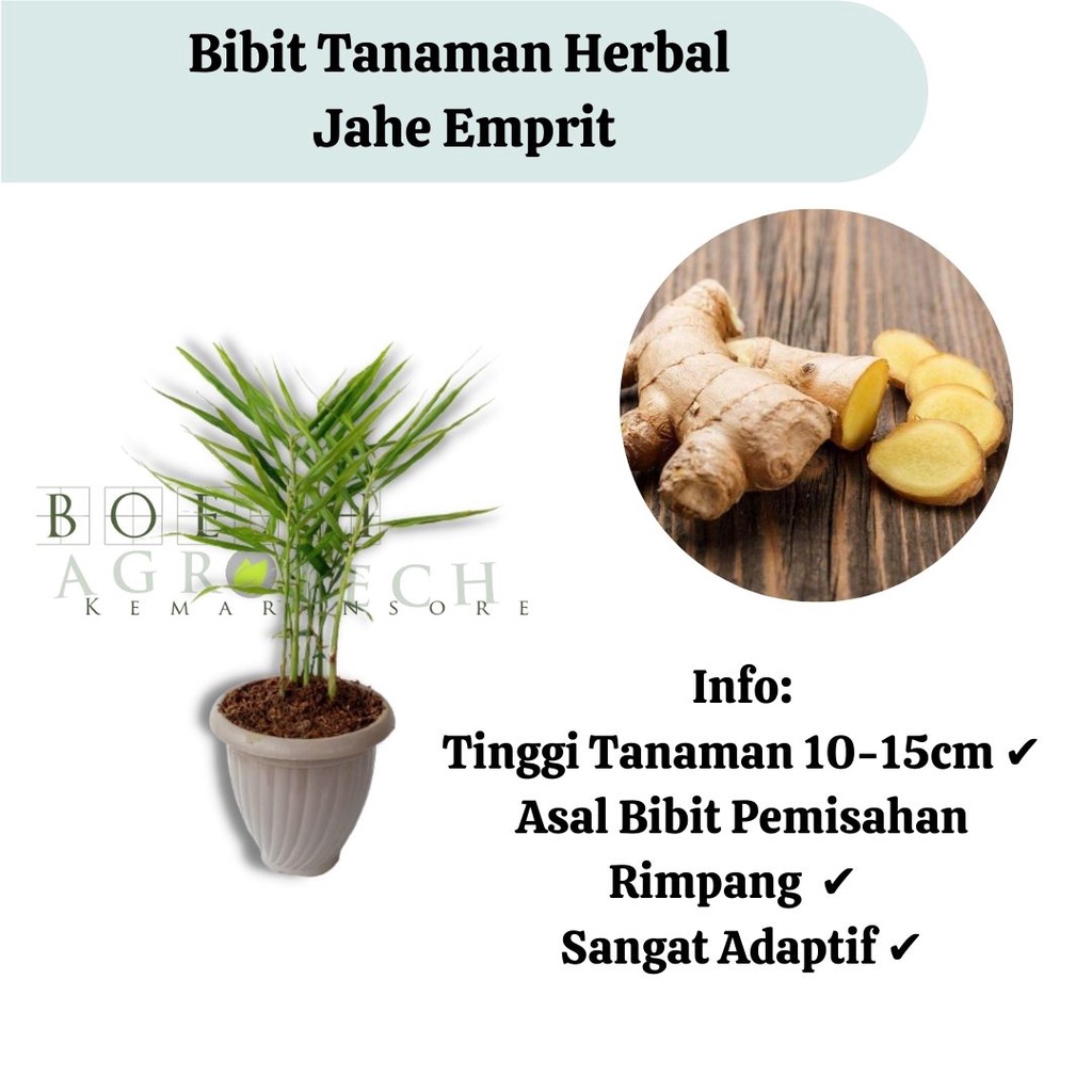 Bibit Tanaman Herbal Jahe Emprit