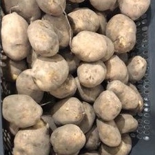 

Kentang Dieng super suger 1kg