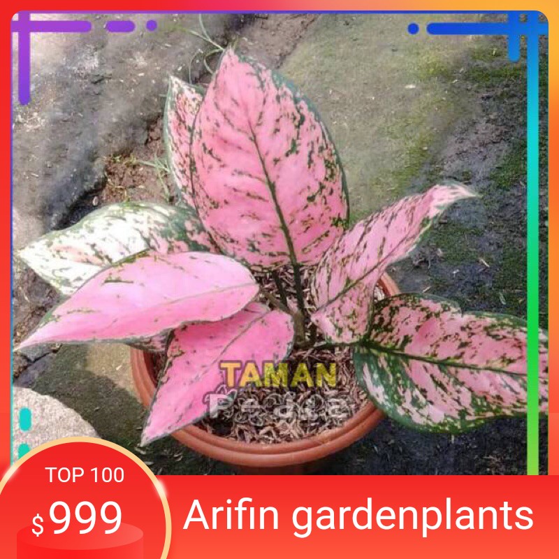 

aglonema Valentine/ Aglaonema Lady Valentine Remaja