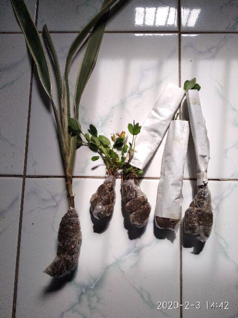 Tanaman Hias - Bibit Bunga Kacang Kuning