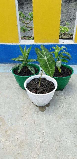 Tanaman Hias Xantostemon Bunga Merah Tanaman Bunga