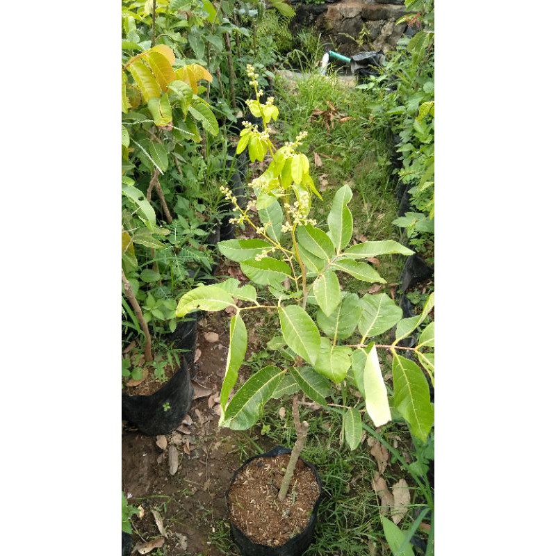 bibit kelengkeng matalada / hawai super kondisi berbunga tinggi