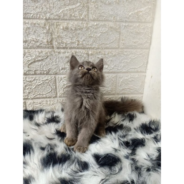 Persia medium abu solid