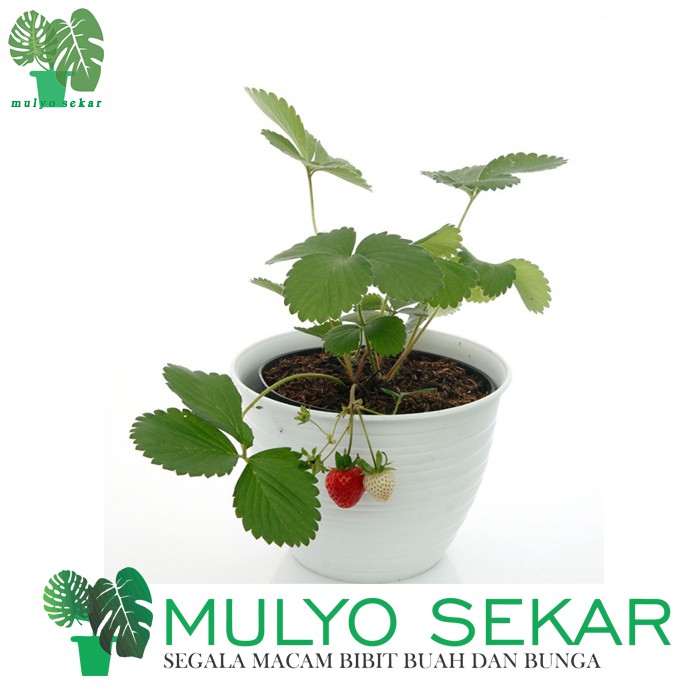 Tanaman Bibit Buah Strawberry Stroberi California (Sudah Berbuah) -  bibit strawberry - California Jumbo Termurah