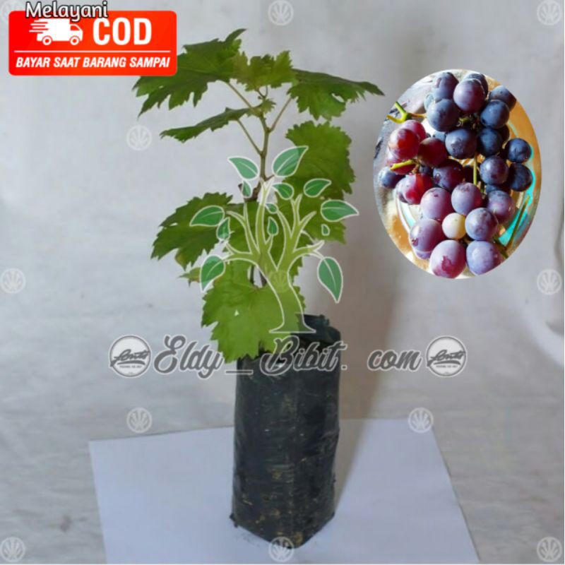 

Anggur caroline hitam super genjah