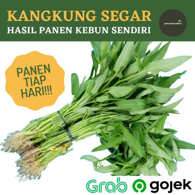 

Sayuran Kangkung Darat Cabut Segar [Khusus Grab/Gojek]