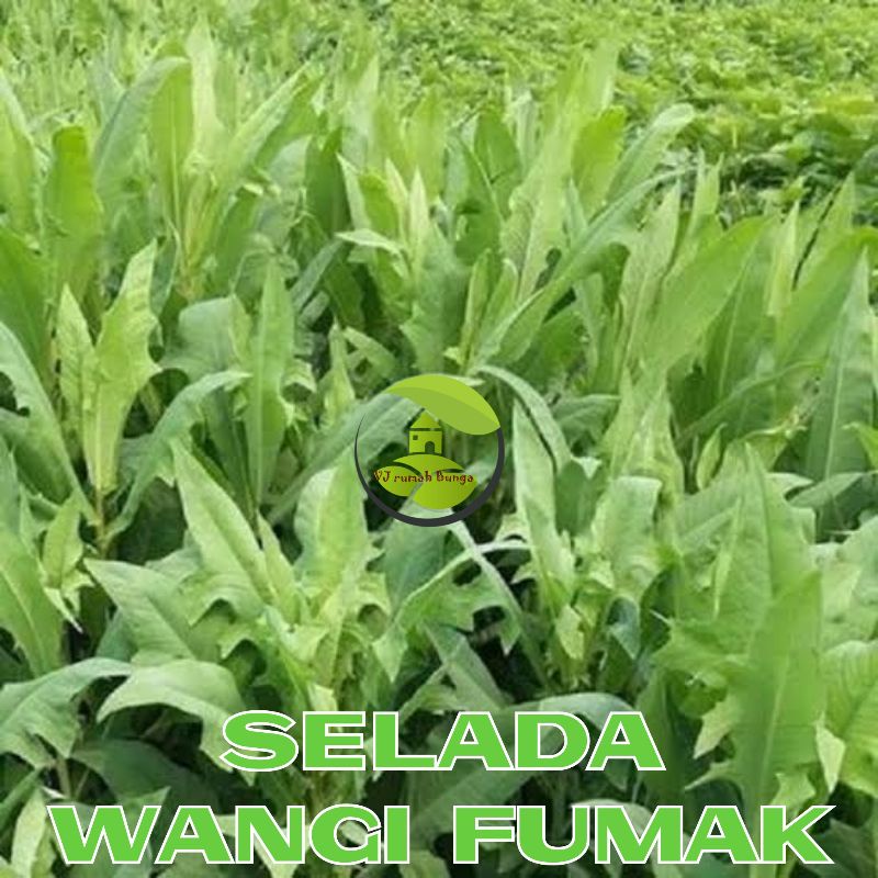 Benih Sayur Selada Bibit Selada Lettuce Benih Letuce