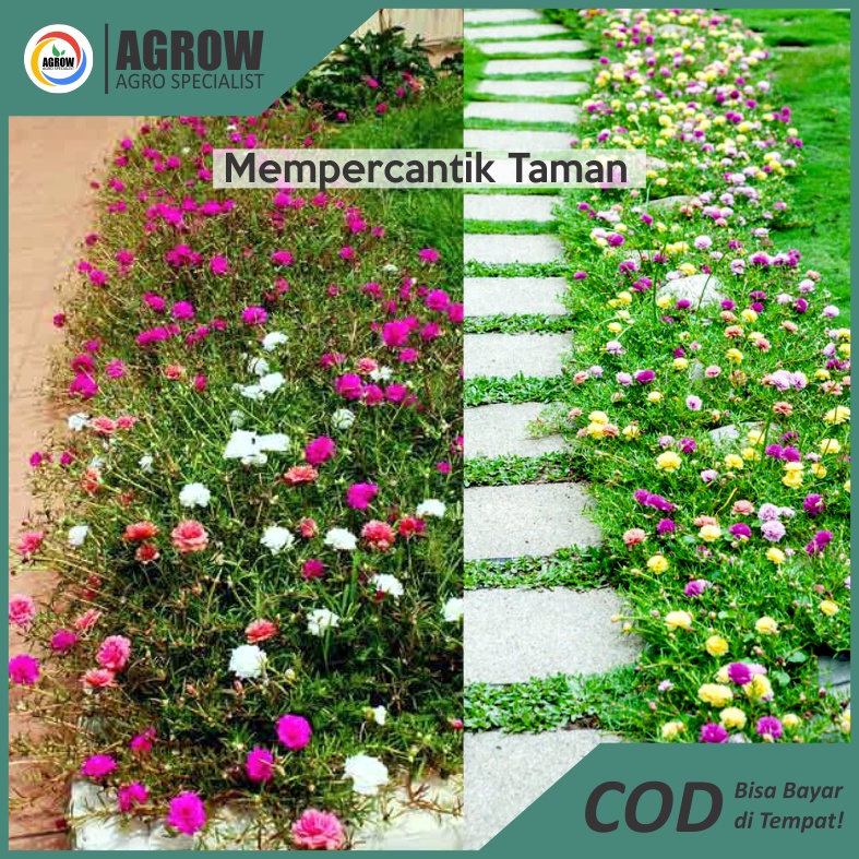 (paket isi 10) Stek Bunga Krokot / pukul 9/ Mossrose/ Portulaca Termurah Terlengkap By Agrow