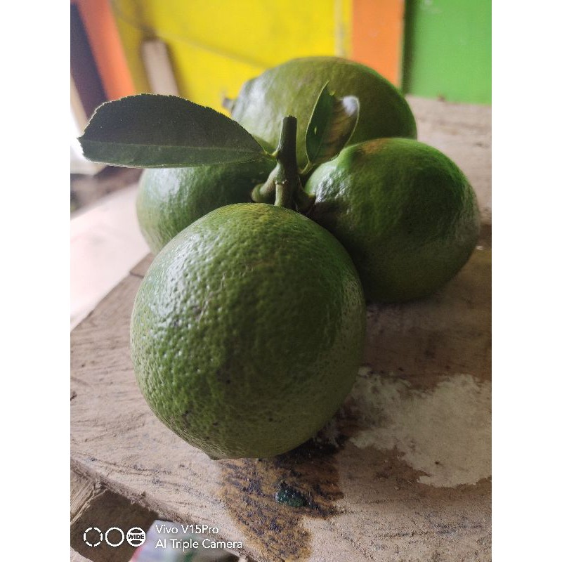 

jeruk lemon california perkilo