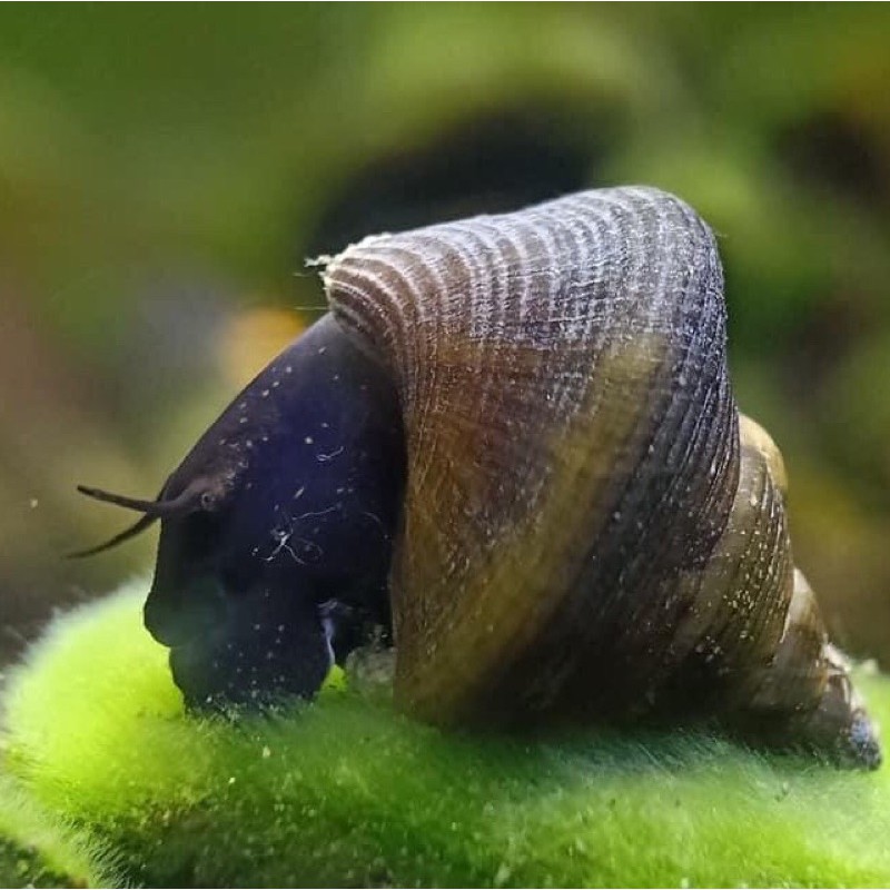 sinabart rabbit snail / keong sulawesi