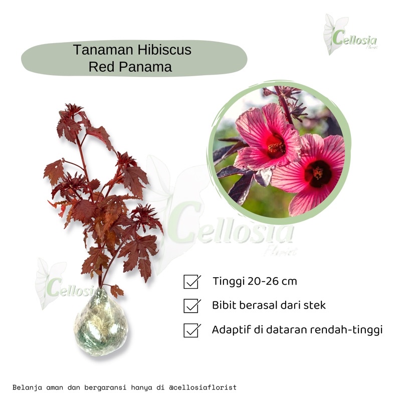 Tanaman Hibiscus Acetosella / Red Panama / Rosella Merah (Sudah Berbunga)