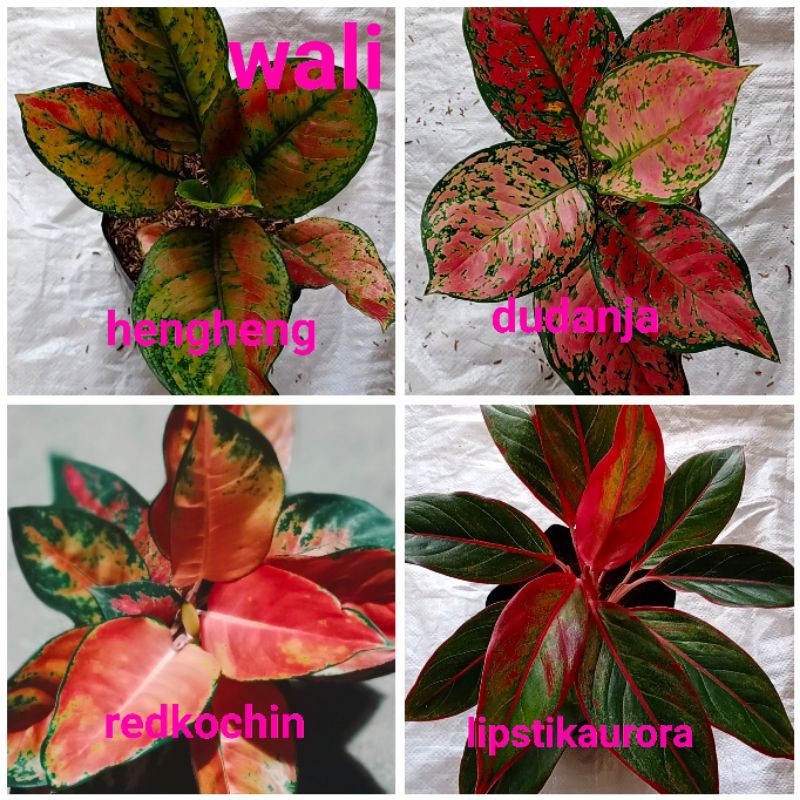 

paket isi 4 aglonema murah