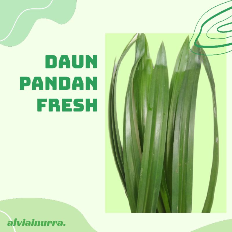 

DAUN PANDAN WANGI PER 10 LEMBAR PAKET DAUN PANDAN FRESH