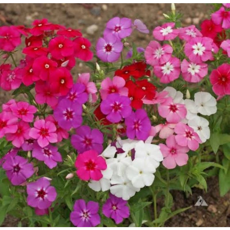 Benih Biji Bunga Phlox Annual Mix Benih Tanaman Phlox Campur