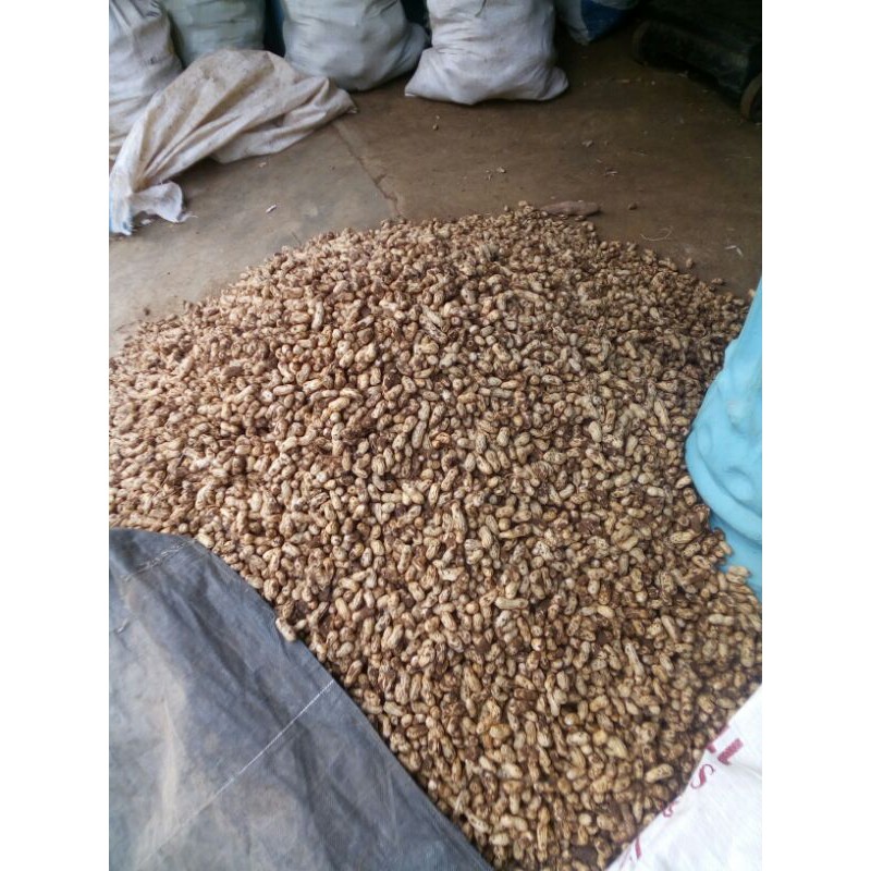 

kacang tanah mentah