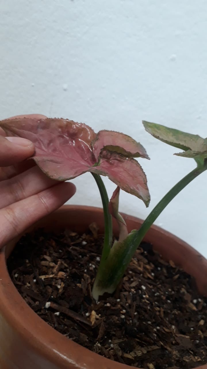 Syngonium Pink Perfection Asli