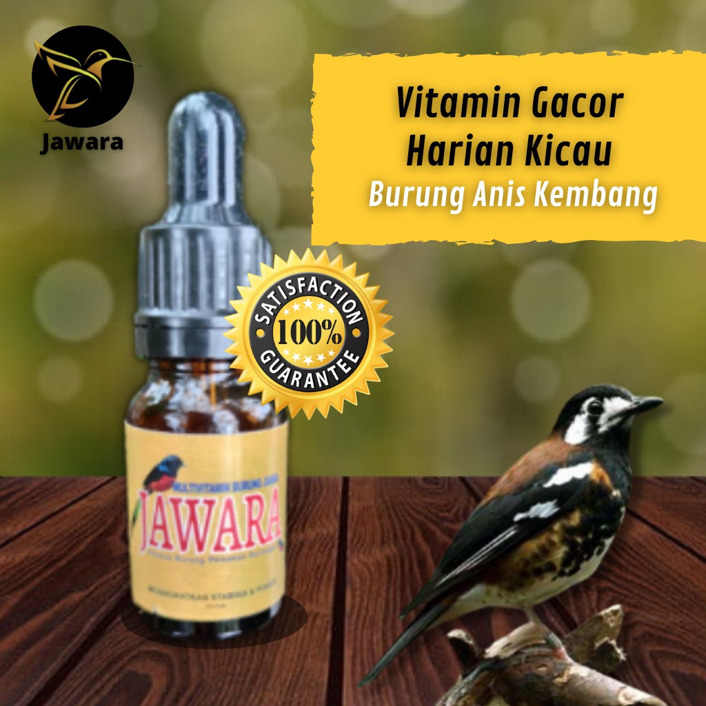 JAWARA Vitamin Gacor Harian Kicau Burung Anis Kembang